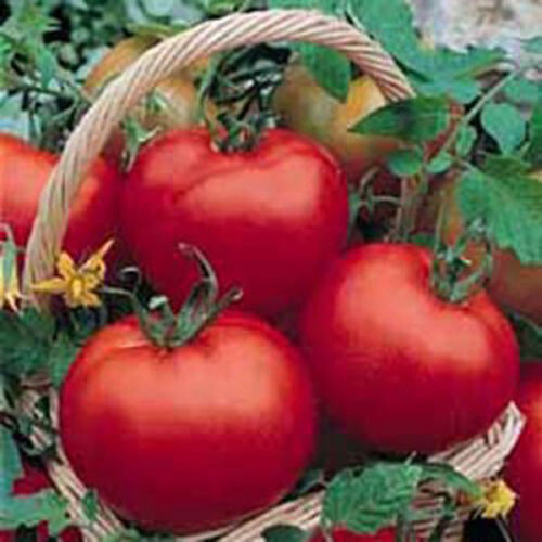 Semi pomodoro - semi,