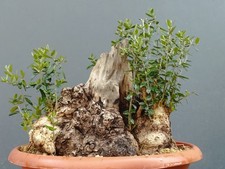 Bonsai Olivastro 30x30 cm