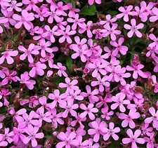 50 Semi Saponaria delle rocce Saponaria Ocymoides Rock Soapwort Saponaire seeds