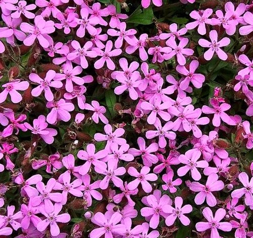 Semi saponaria delle rocce - delle,