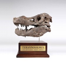 Statua dinosauro teschio Tyrannosaurus rex Su testa modello animale modello esposizione