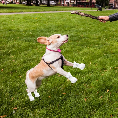 Scarpe per cani usa getta - per,