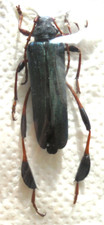 Phyllocnema guenzi 43 - phyllocnema,
