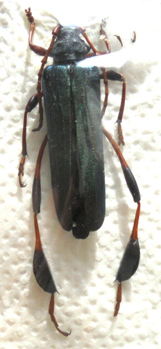 Phyllocnema guenzi 43 - phyllocnema,