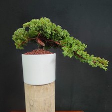 PRE BONSAI DI GINEPRO