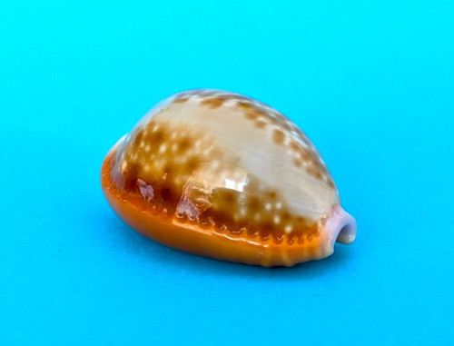 Cypraea helvola meridionalis
