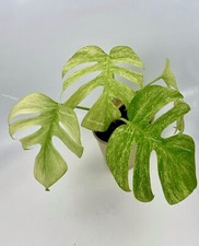 Rooted Monstera Deliciosa Mint