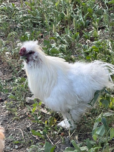 Coppia galline moroseta - galline,