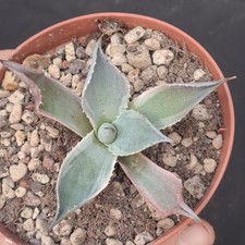 Agave pygmaea f.  MARGINATA