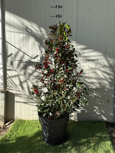 Ilex aquifolium agrifoglio - ilex,