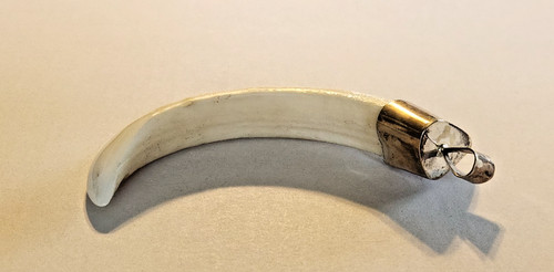 Ciondolo grande dente - , di