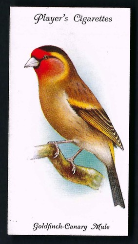 Player aviary and cage birds - player,