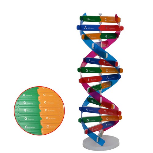 Modello dna umano - umano,