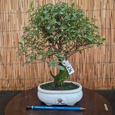 Bonsai olmo parvifolia - olmo, h
