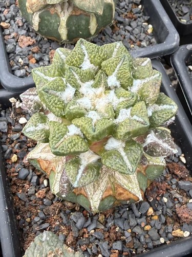 Ariocarpus kotschoubeyanus - ariocarpus,