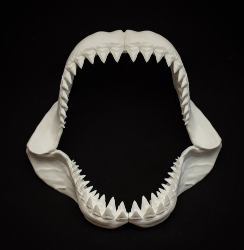 Shark jaw replica 40cm - shark,