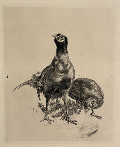 Coppia fagiani gravure - di,