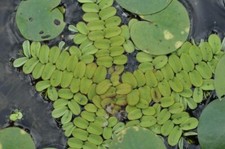 3 Salvinia Natans Pianta