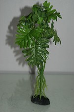 Acquario Verde con Radici X 2