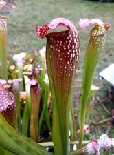Sarracenia x Excellens ViC