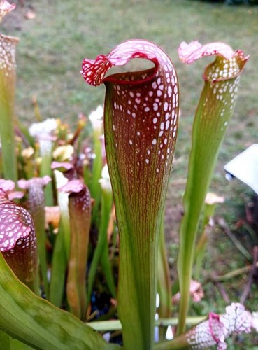Sarracenia excellens vic - x,