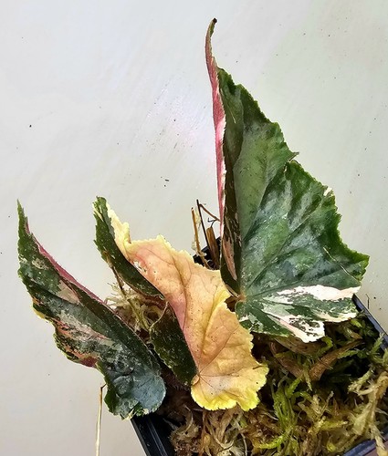 Begonia ginny - -,