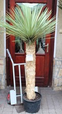 Yucca rostrata, tronco 180cm /