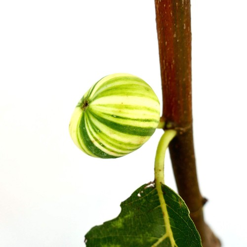 Ficus carica panaché - ficus,