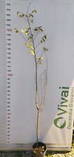PIANTA DI ULMUS MINOR IN VASO 18 CM (foto reale) OLMO CAMPESTRE