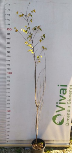 Pianta ulmus minor vaso - di,
