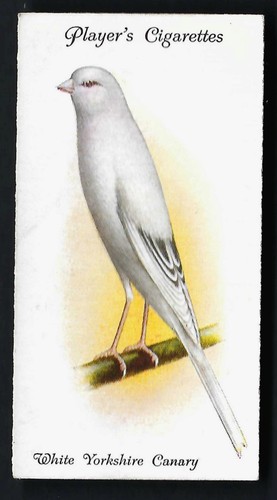 Player aviary and cage - player,