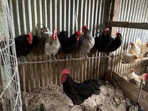 Uova feconde australorp - 10,