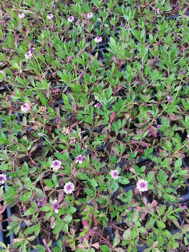 Lippia nodiflora seminiera - , da