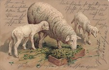 Pecore agnelli mangiatoia