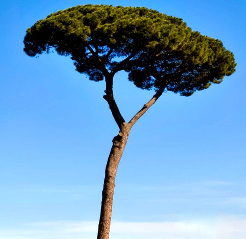Pinus pinea seeds semi - pinea,