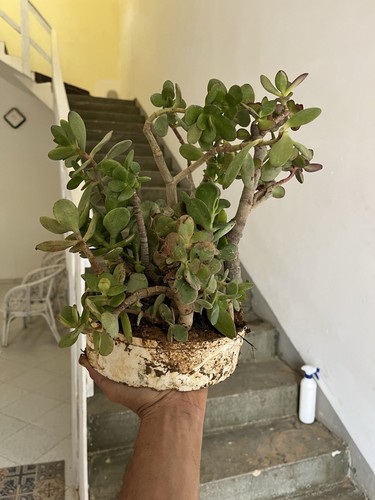 Albero giada crassula - albero, giada,