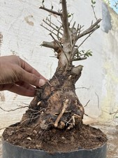 Bonsai Ulivastro Come In Foto