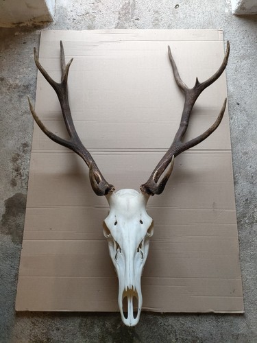 Palchi cervo 100 cm - cervo,