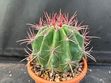 FEROCACTUS STAINESII - VIVAIO