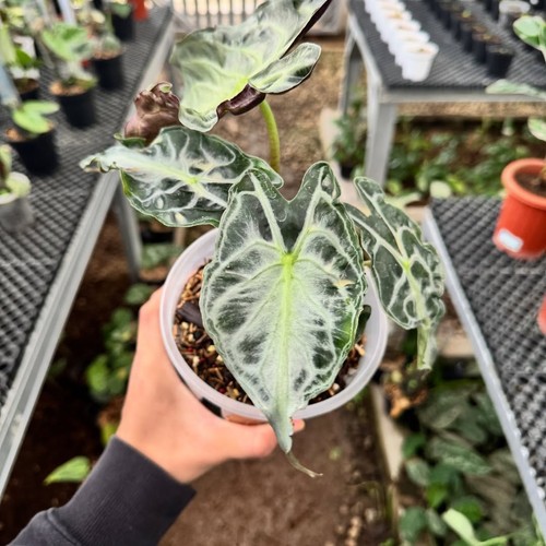 Alocasia spyder venom - alocasia,