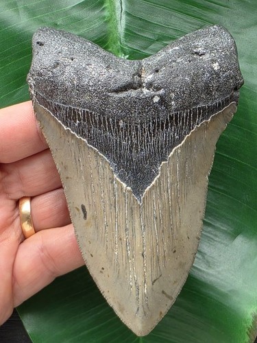 Dente massiccio del