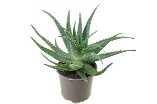 Aloe arborescens padre - , romano