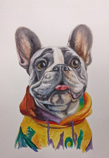 Dipinto acquerello Bulldog