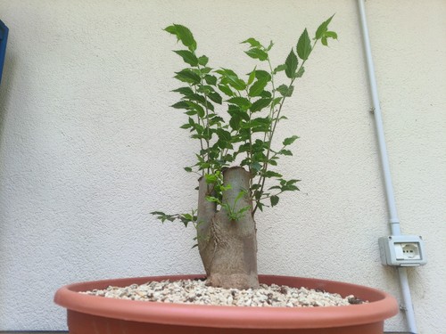Bonsai bagolaro - bonsai,
