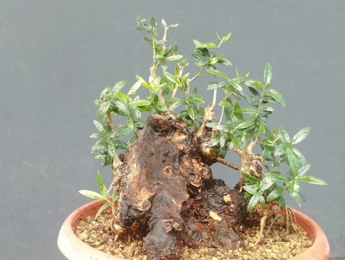 Bonsai olivastro 30x23cm - olivastro, in