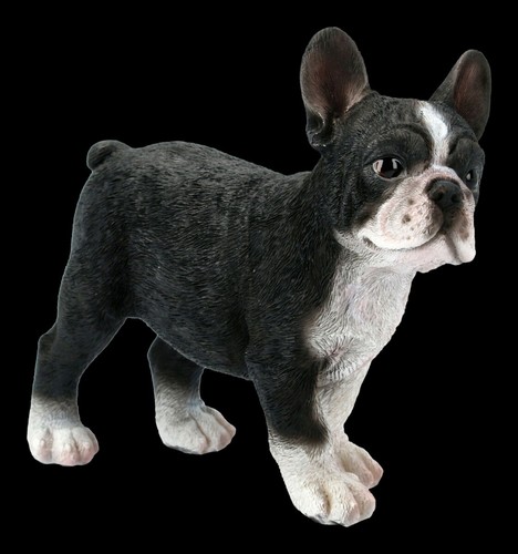 Cani figura francese bulldog - -,