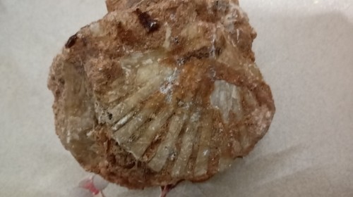 Conchiglie fossili molto rare - conchiglie,