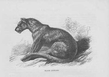 Incisione In Legno Di Leopardo