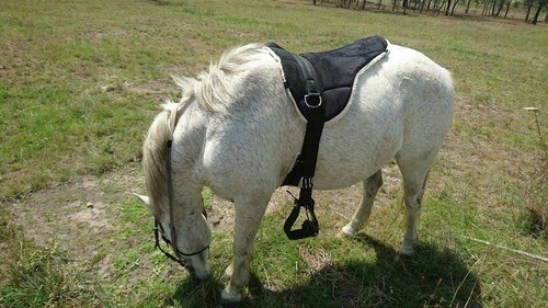 Equipride bareback equitazione - equipride,