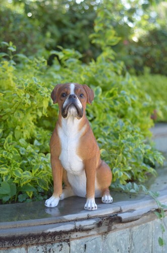 Boxer seduto figure cane